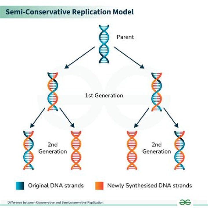 10.2.2 Semiconservative Replication YouTube
