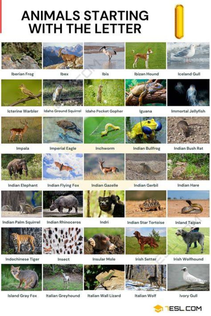 123 Cool Animals that Start with E Animals Beginning with E with