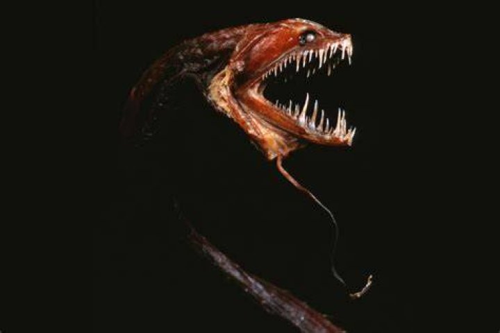 20 Scariest Animal Species in the World