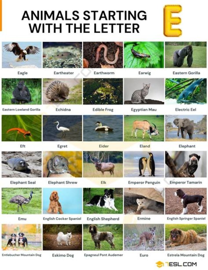 Animals that Start with E List of 20+ Animals Starting with E with