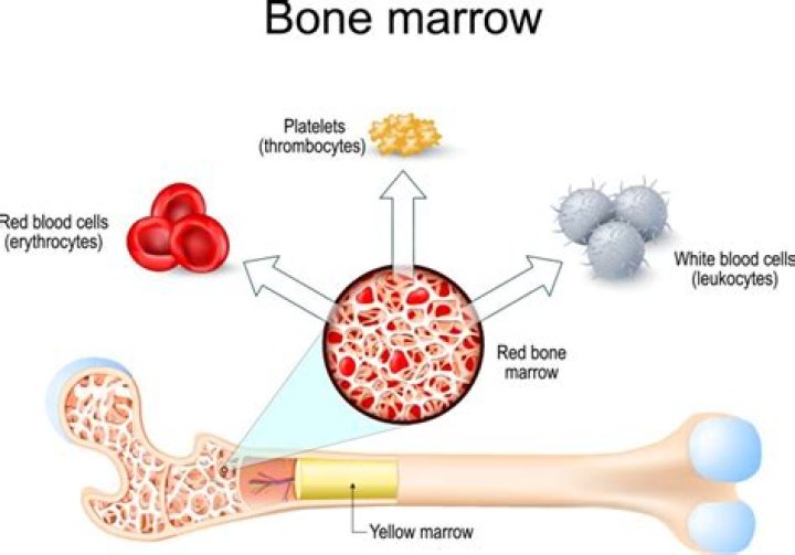 Are red blood cells in red bone marrow?