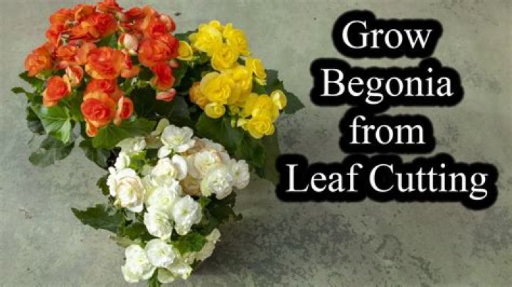 Can I grow begonias from a cutting?