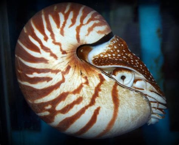 Can Nautilus still jungle?