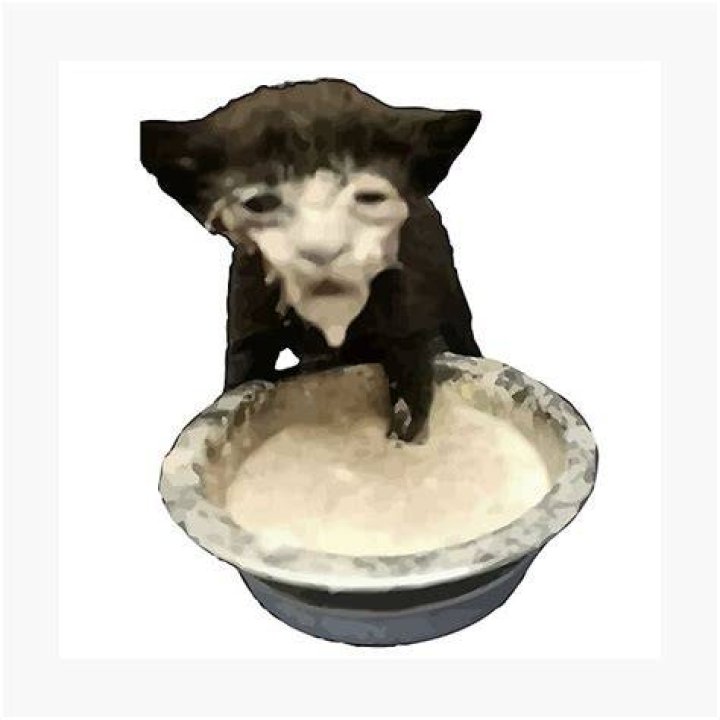 Cat With Milk On Face Meme WORDBLOG