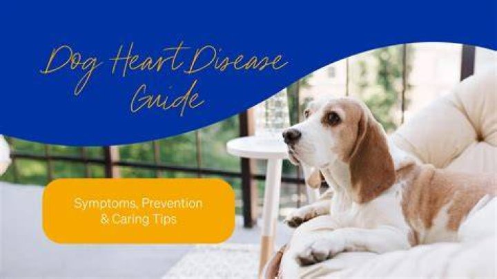 Daily Caring Symptoms Of A Bad Alternator