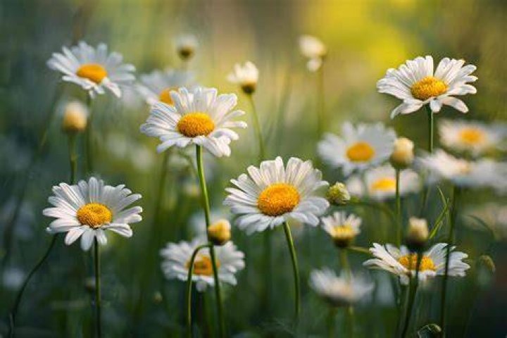 Daisy blooms