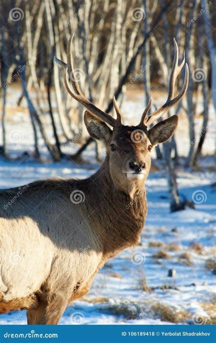 Deer. Wild Animals Of Kazakhstan. Stock Photo Image of cervidae