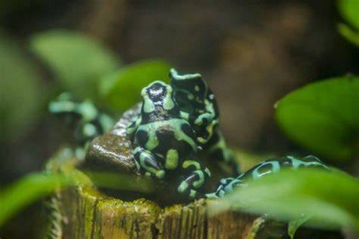 Does frog have poison?