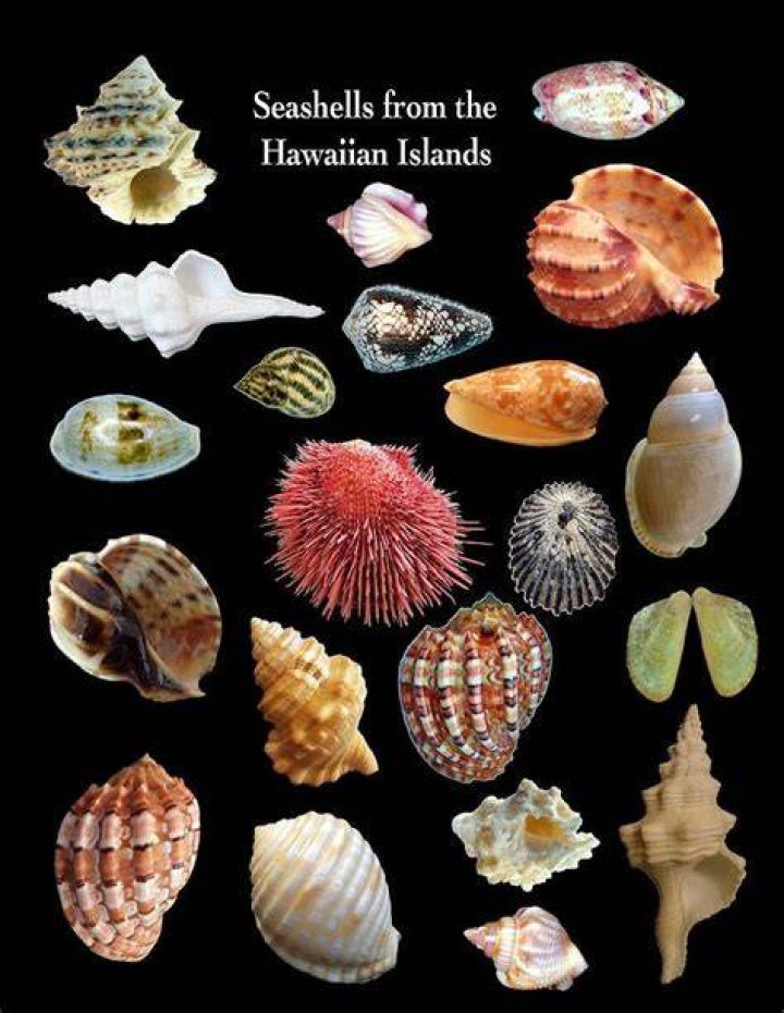 Hawaiian seashells Kona family and portrait photographer Big Island Hawaii