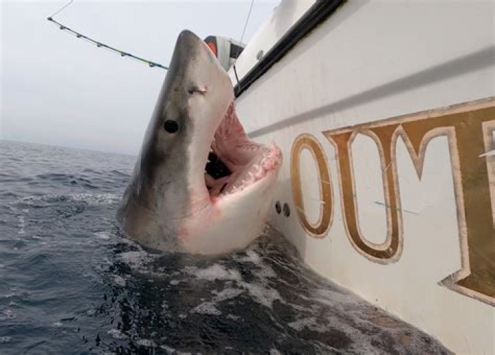 Hilton Head Great White Shark Spotted Off Jersey Shore