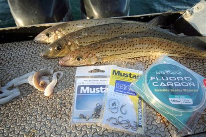 How big do winter whiting grow?