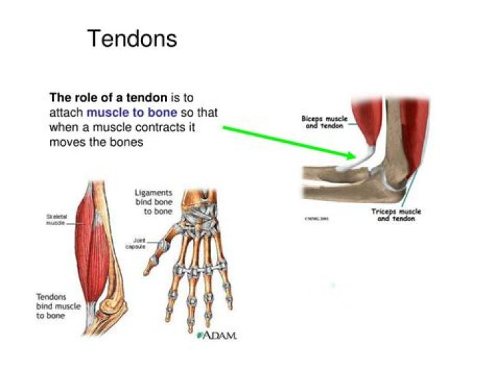 How do tendons heal?