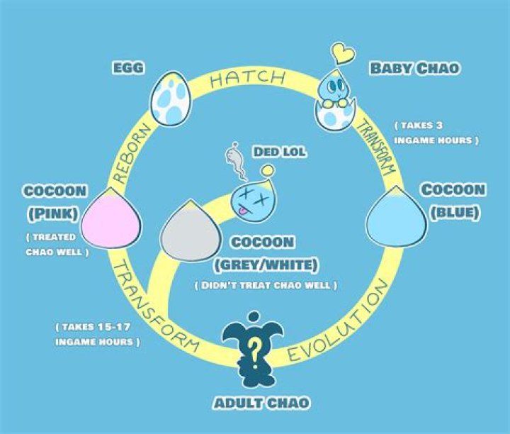 How do you bring a Chao to kindergarten?