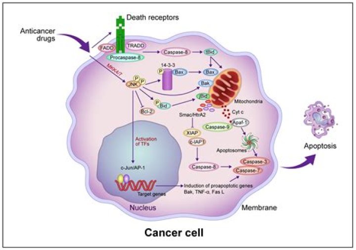 How does PTEN induce apoptosis?