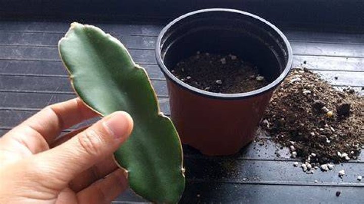 How fast does hylocereus Undatus grow?