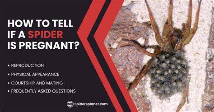 How long are spiders pregnant for? r/spiders
