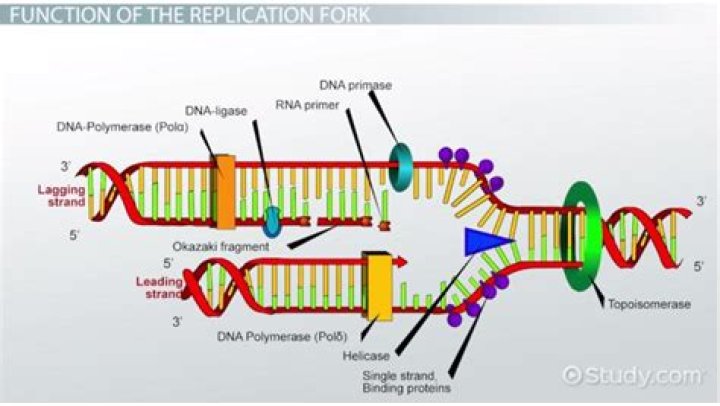 How many replication forks are in prokaryotes?