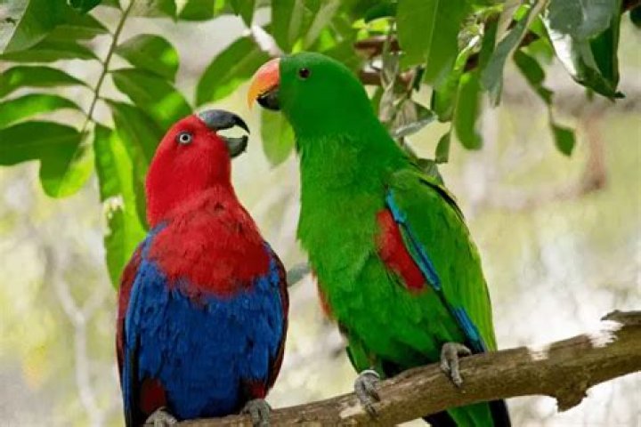 How much does a baby Eclectus cost?