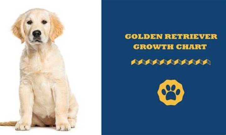 How much should golden retrievers weigh?