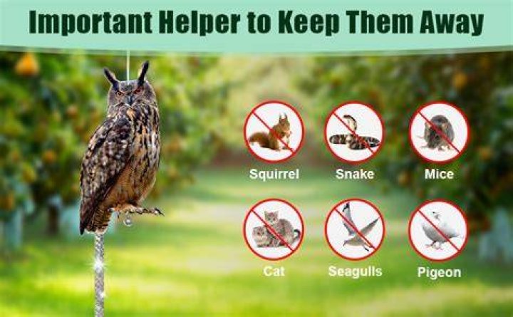 How To Effectively Keep Owls Away: A Detailed Guide