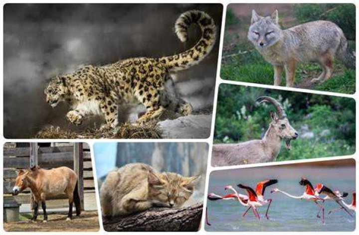 Incredible animals Kazakhstan's wildlife Info Shymkent