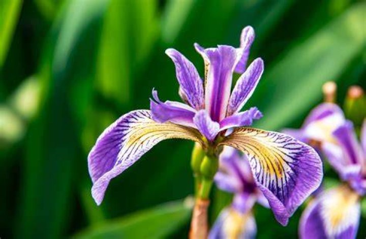 Iris is a genus of monocotyledonous plants of the Iridaceae family. The