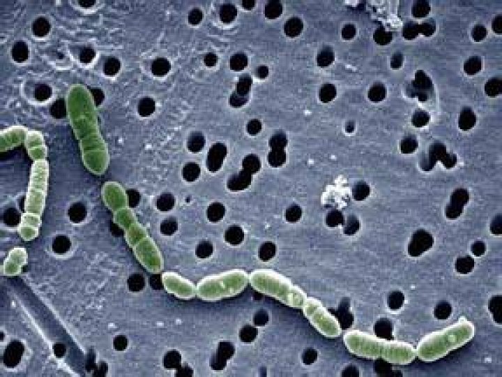 Is oenococcus OENI harmful?
