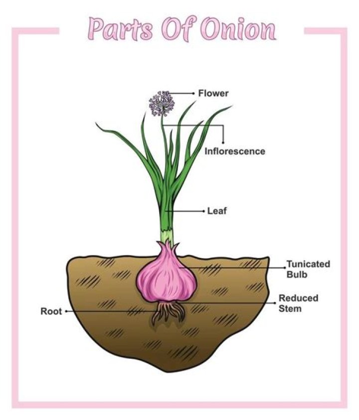 Is onion a medicinal plant?