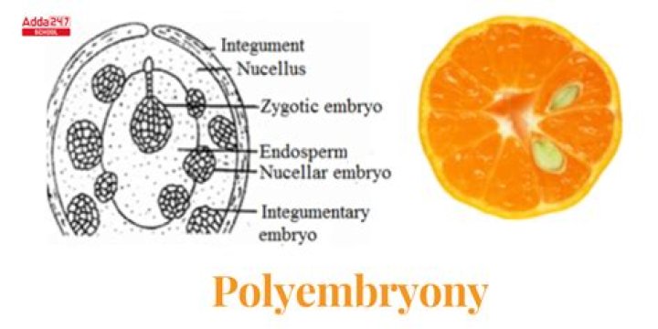 Is polyembryony seen in citrus?