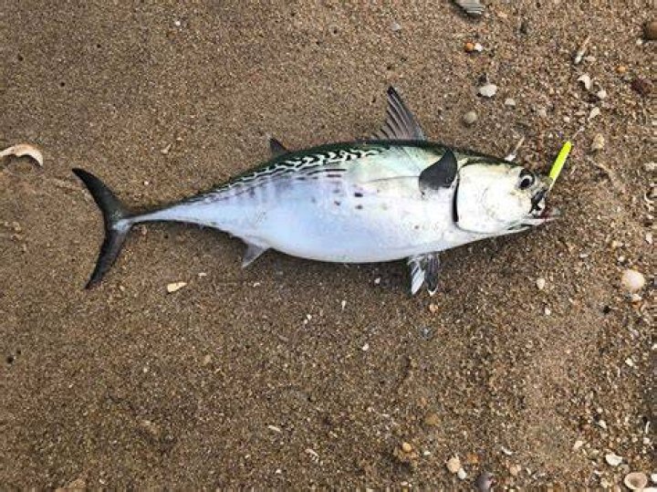 Judari Albies: The Ultimate Guide To Fishing And Catching
