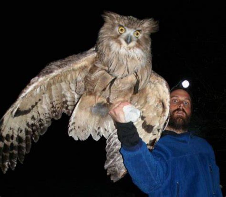Largest Owl Species: A Fascinating Look At The World's Biggest Owls