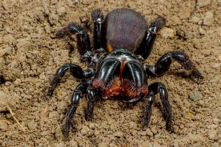 Most Dangerous Spider In The World Bites