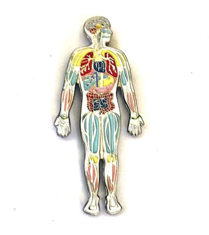 Pin on Human Body