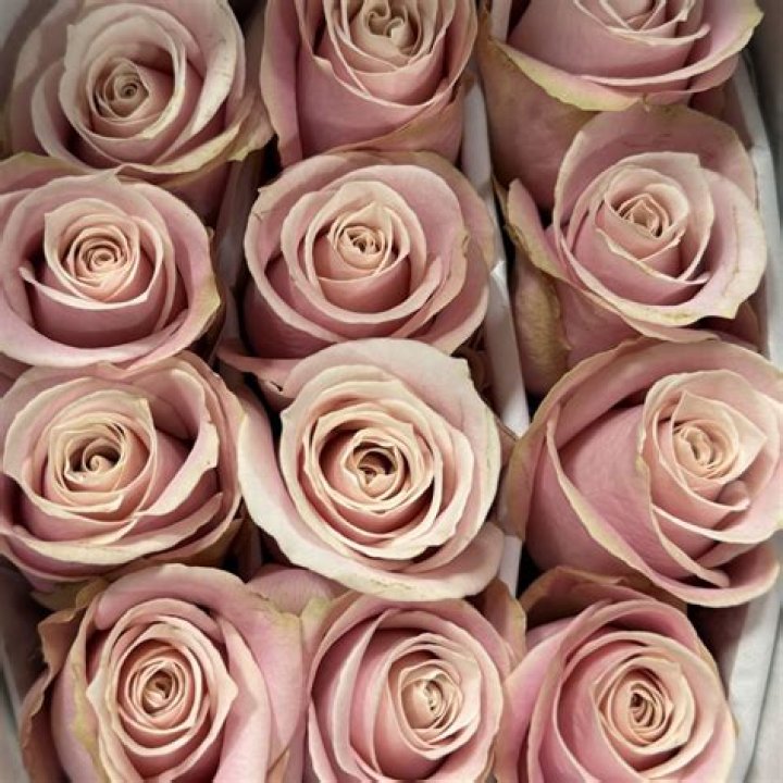 Rose, SaharaCA Florabundance Wholesale Flowers