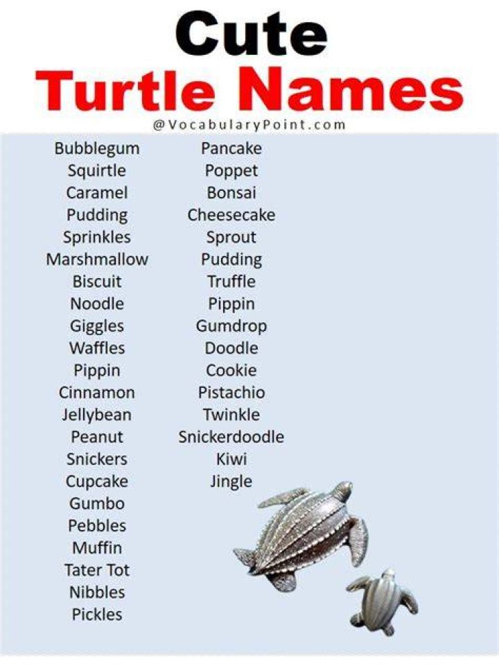 Turtle Names 275 Awesome Ideas For Naming Your Turtle in 2021