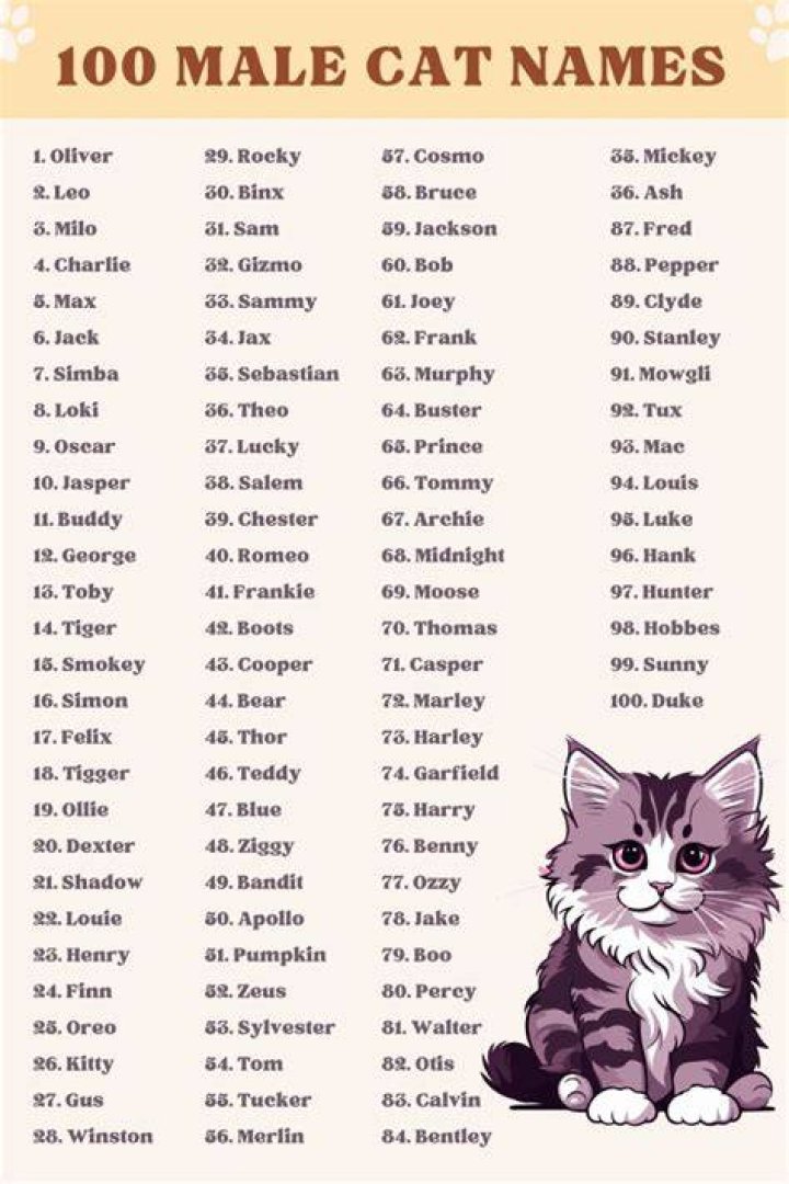 Unique Male Cat Names and Meanings 2020 You should not miss Cat names