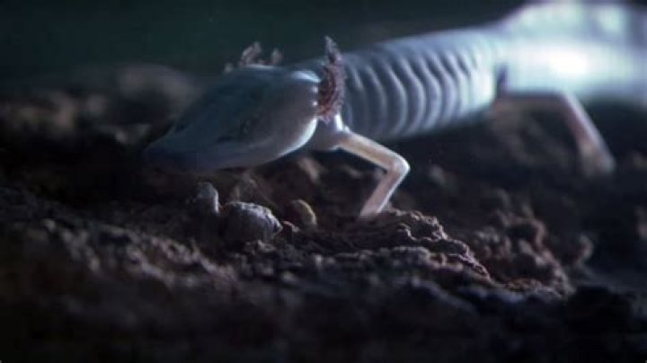 What animals are troglophiles?
