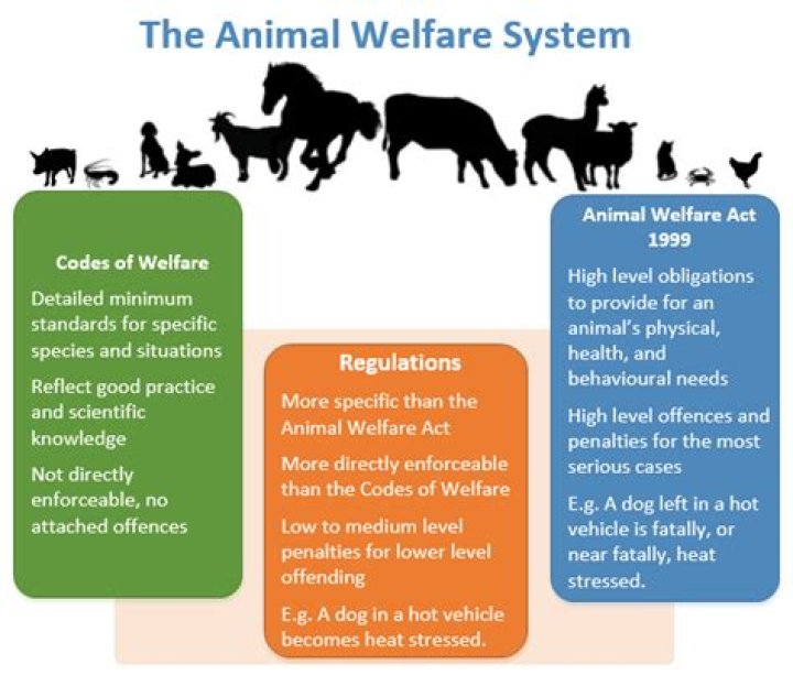What are 3 current animal welfare issues?
