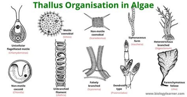 What are thalloid organisms?