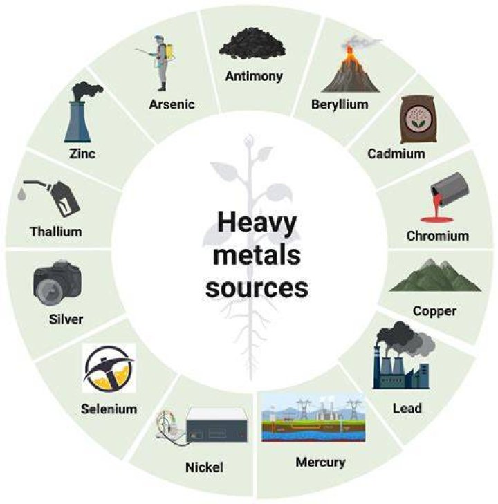 What Are The Heavy Metals On Periodic Table Elcho Table