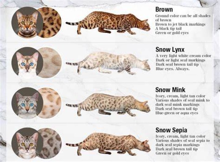 What are the markings of a Bengal cat?