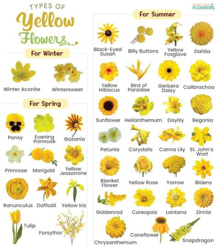 What are the yellow flowers on the side of the road in Iowa?