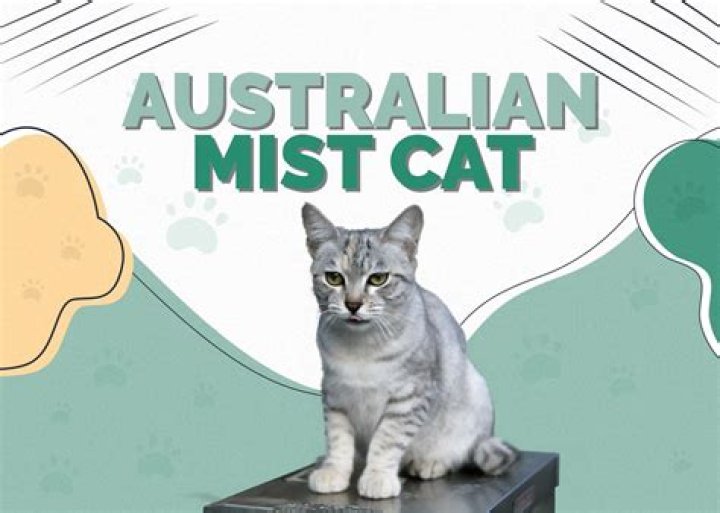 What does an Australian Mist cat look like?