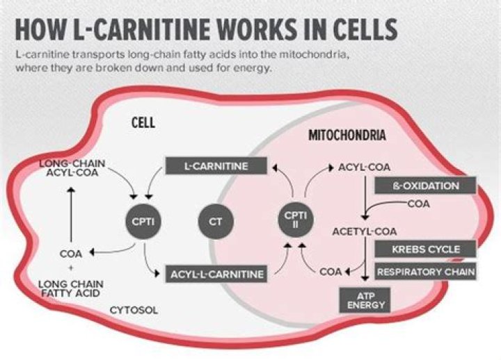 What does L-carnitine L tartrate do?