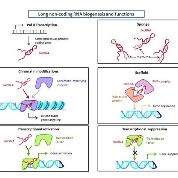 What does long noncoding RNA do?