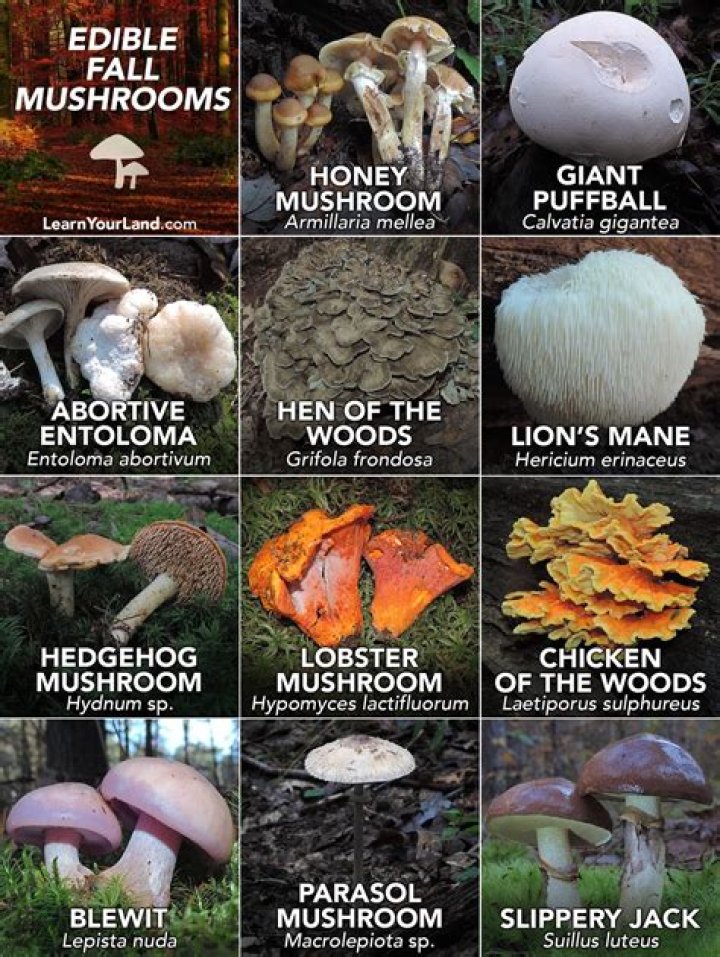 What edible mushrooms grow in West Virginia?