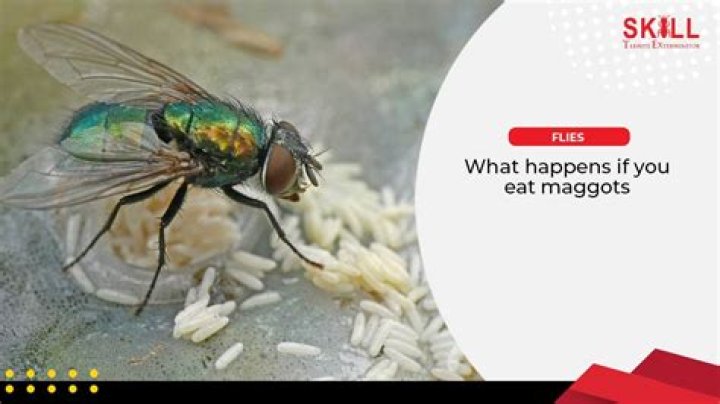 What if I accidentally ate fly eggs?