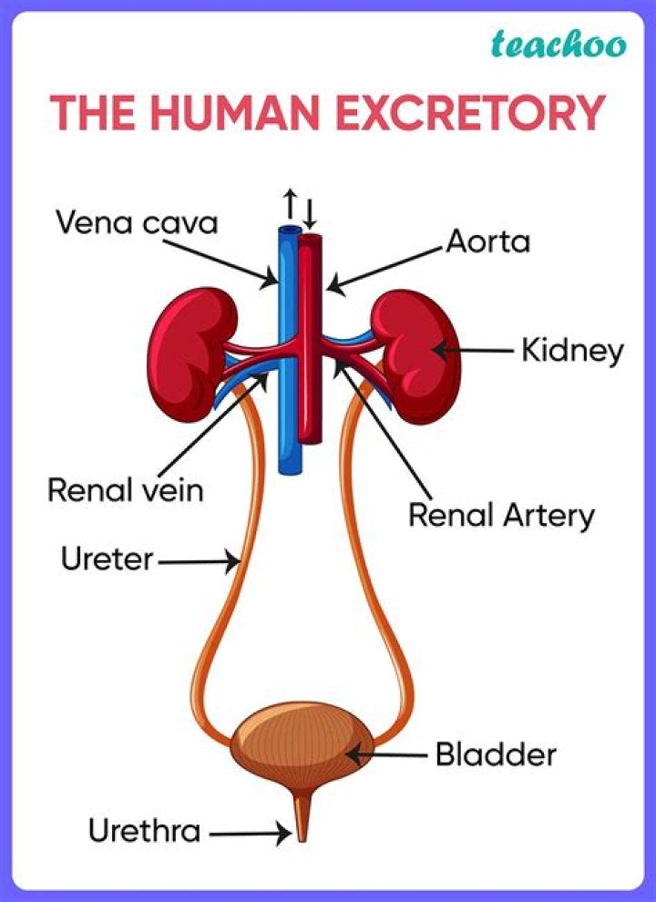 What is excretory system in biology?