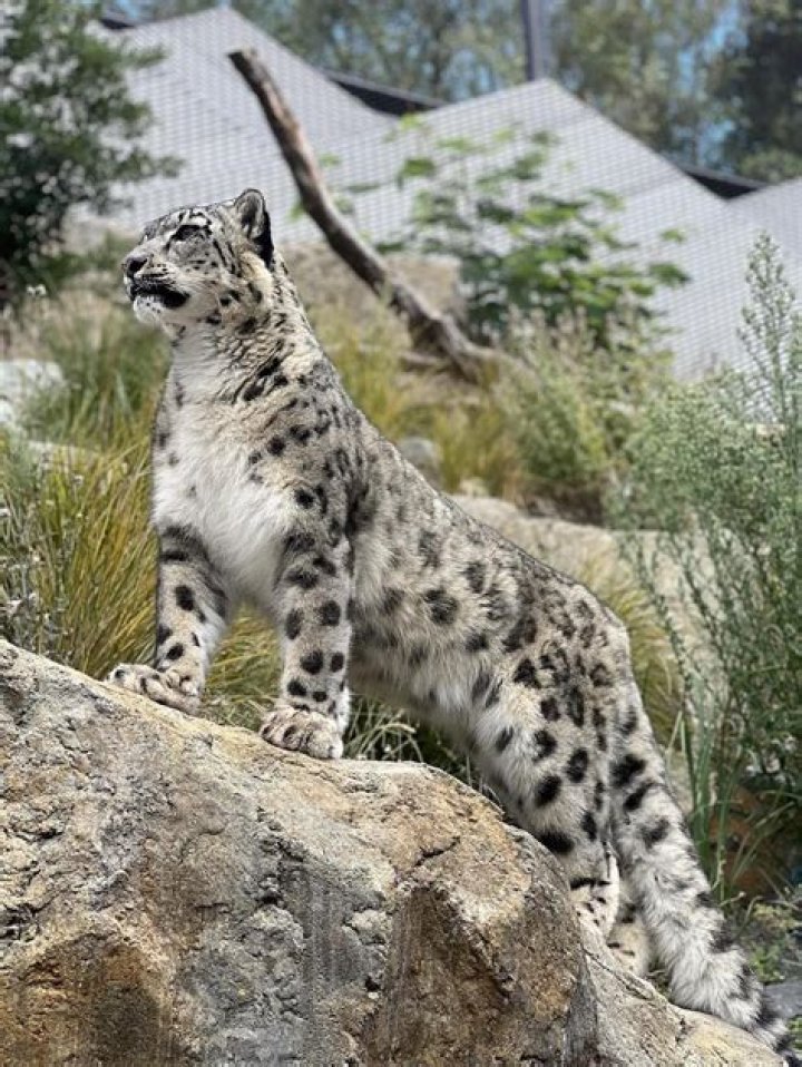 What is special about Wellington Zoo?