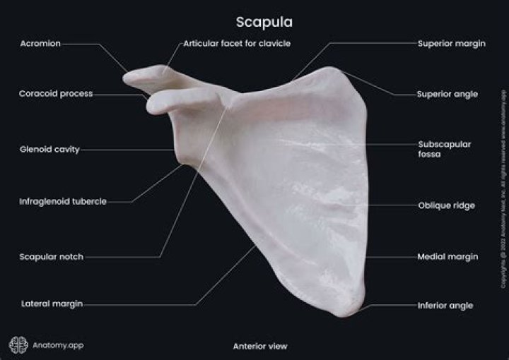 What is the acromion of the scapula?